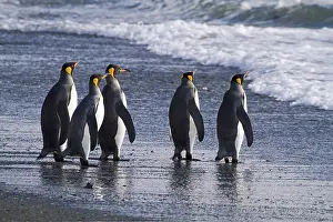 King Penguin, (AApenodytes patagonicus)