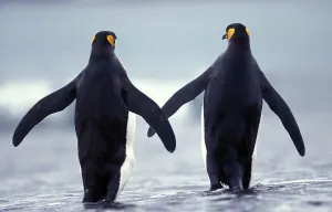 King Penguin (aptenodytes) patagonica