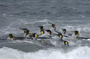 King Penguin (Aptenodytes patagonicus)