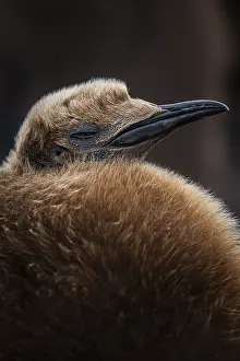 King penguin (Aptenodytes patagonicus)