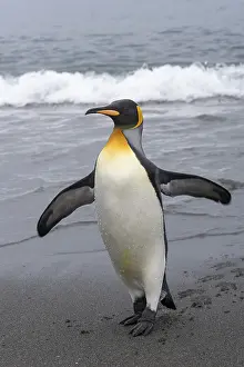 King Penguin (Aptenodytes patagonicus)