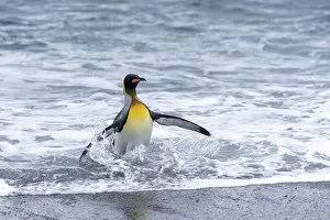 King penguin (Aptenodytes patagonicus)