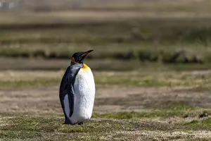 King penguin (Aptenodytes patagonicus)