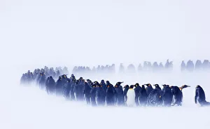 King penguin (Aptenodytes patagonicus) huddled together during a snowstorm