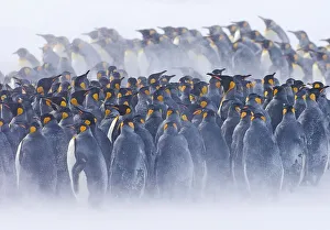 King penguin (Aptenodytes patagonicus) huddled together during a snowstorm