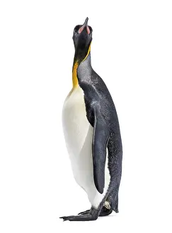 King penguin looking up, isolated on white