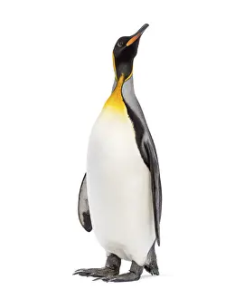 King penguin looking up, isolated on white