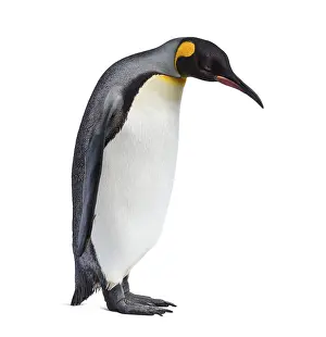 King penguin standing in front of a awhite background