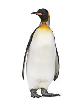 King penguin standing in front of a awhite background