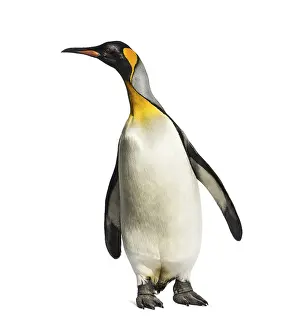 King penguin standing in front of a white background