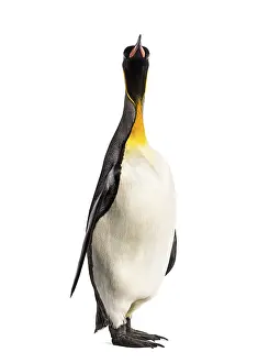 King penguin standing in front of a white background