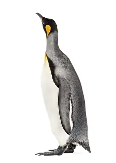 King penguin standing in front of a white background
