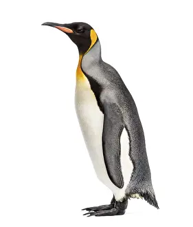 King penguin standing in front of a white background