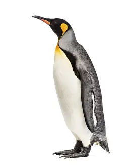 King penguin standing in front of a white background