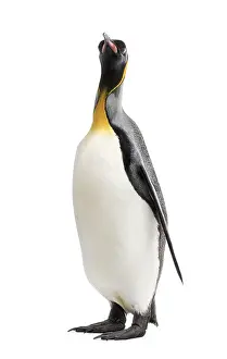 King penguin standing in front of a white background