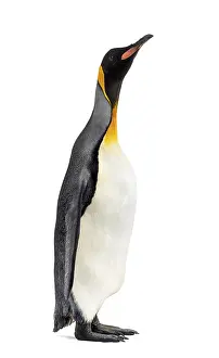 King penguin standing in front of a white background