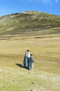 King penguins (Aptenodytes patagonicus)