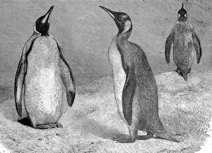 King Penguins (Aptenodytes patagonicus)