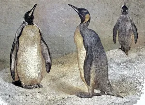 King Penguins (Aptenodytes patagonicus)