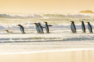 King penguins (Aptenodytes patagonicus)