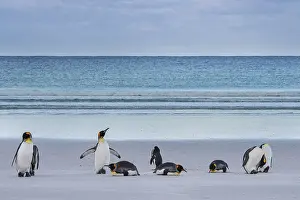 King penguins (Aptenodytes patagonicus)