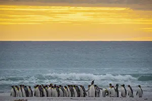 King penguins (Aptenodytes patagonicus)