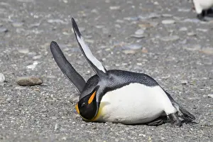 King penguins (Aptenodytes patagonicus)
