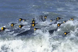King penguins (Aptenodytes patagonicus)