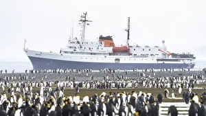 King penguins (Aptenodytes patagonicus)