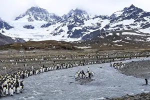 King penguins (Aptenodytes patagonicus)