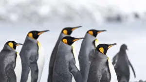 King penguins (Aptenodytes patagonicus)