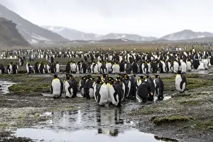 King penguins (Aptenodytes patagonicus)