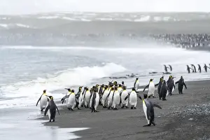 King penguins (Aptenodytes patagonicus)