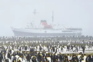 King penguins (Aptenodytes patagonicus)