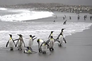 King Penguins (Aptenodytes patagonicus) on a beach