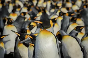 King penguins (Aptenodytes patagonicus) in a colony