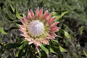 King Protea (Protea cynaroides)
