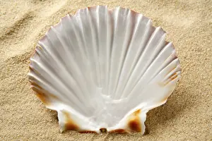 King Scallop (Pecten maximus), shell