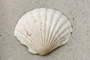 King Scallop shell, Great Scallop (Pecten maximus)