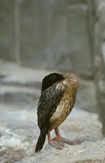 King Shag, King Cormorant, imperial shag