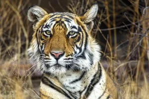 King tiger (Panthera tigris tigris)