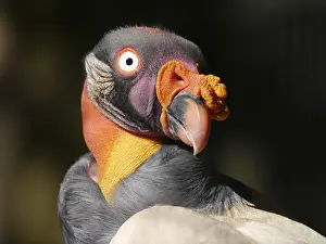 King vulture