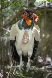 King vulture (Sarcoramphus papa)