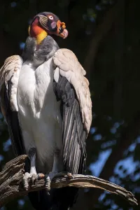 King Vulture (Sarcoramphus papa)