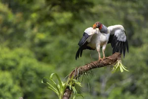 King vulture (Sarcoramphus papa)