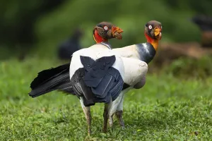King vulture (Sarcoramphus papa)