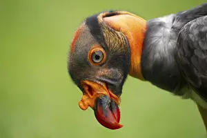 King Vulture (Sarcoramphus papa) captive