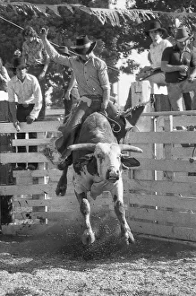 KINGAROY, AUSTRALIA, CIRCA 1980: Unidentified contestant rides a bull during a small town rodeo