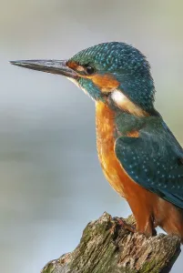 Kingfisher (Alcedo athis) perched on a branch above a pond in spring