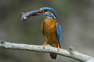 Kingfisher (Alcedo atthis)